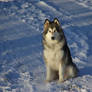 Wolfdog or Beardog