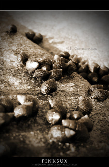 Shell Cluster 4 by pinksux on DeviantArt