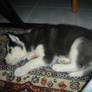 Husky Is Sleeping