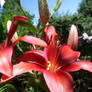 Red Lilly