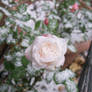 Winter Rose