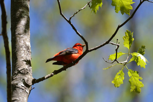 Male Scarlet Tanager