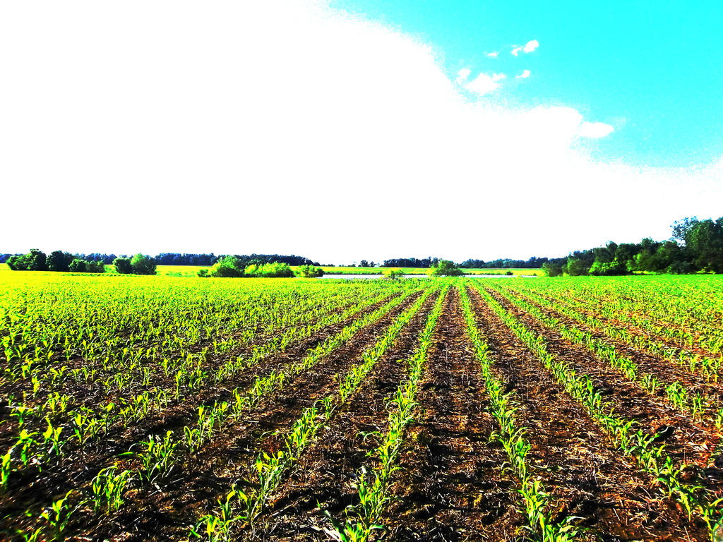 Corn Field _ 1