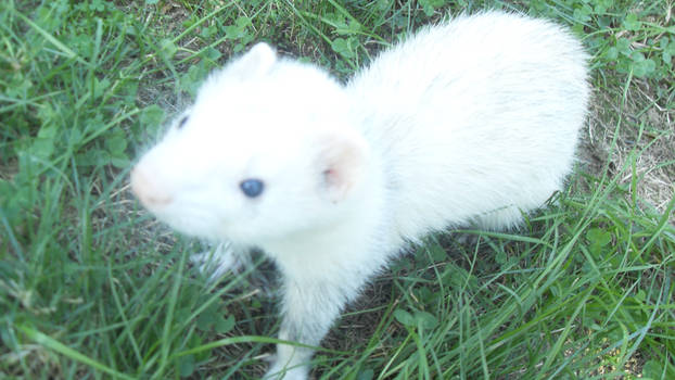 I Promise its a ferret