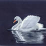 swan