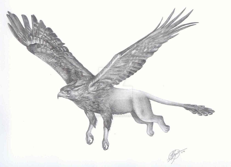 griffin by LiskeBunnik on DeviantArt