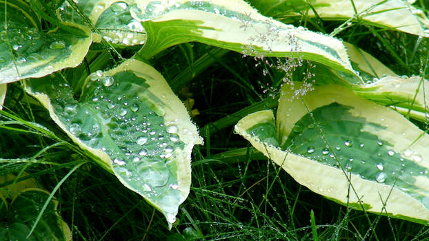 Garden after Rain