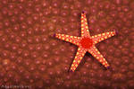 Starfish by Seyan