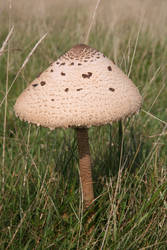 Mushroom 1