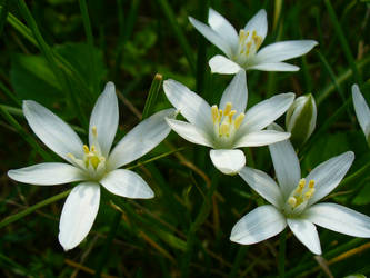 snow drops