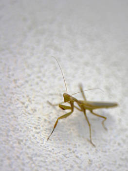 Preying Mantis