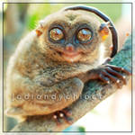 Philippine Tarsier by jadrandychioco