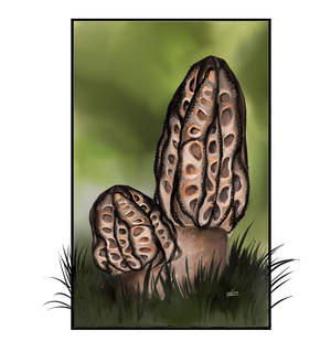40-day challenge #2 - Fungi and plants - Day 4