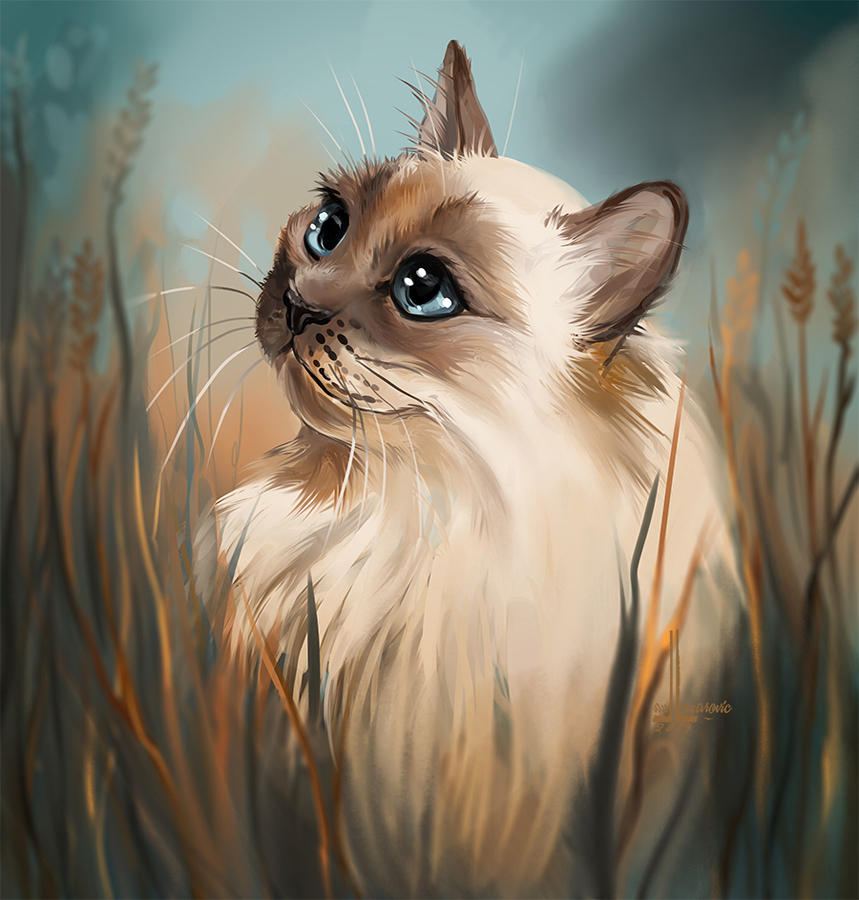 Cat by DesigningLua on DeviantArt