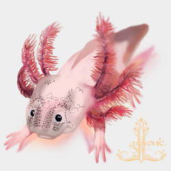 Axolotl