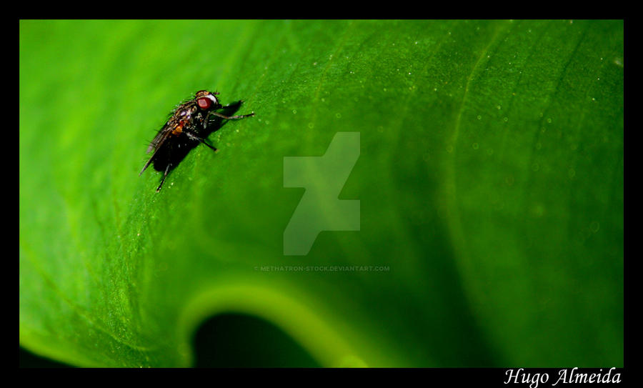 Shoo Insects Flying Shoo Fly by Methatron-Stock on DeviantArt