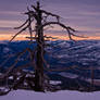 Tree on Mt Cranbrook