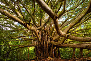 Banyan Tree