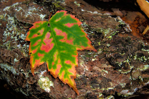 Lonely Leaf