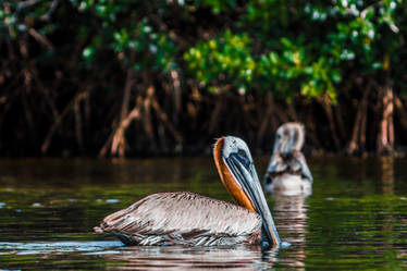 Bird Sanctuary - Pelican Floating