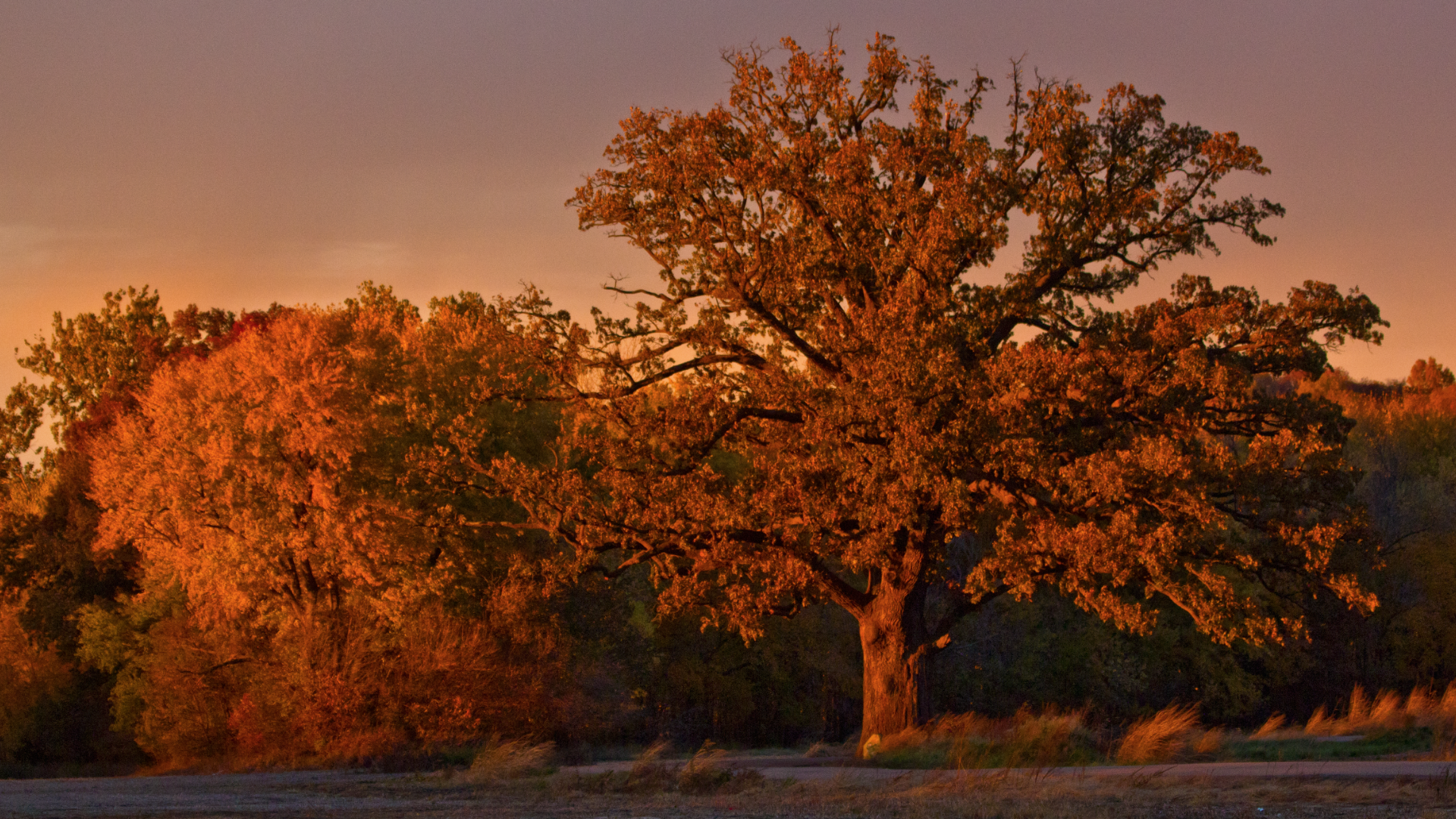 Bur Oak Fall Sunset