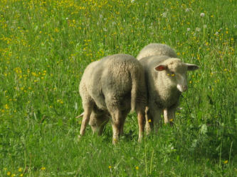 Ovis aries