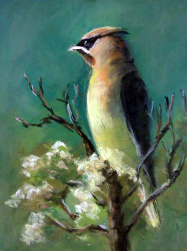 Cedar Waxwing