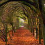 A Path In Autumn