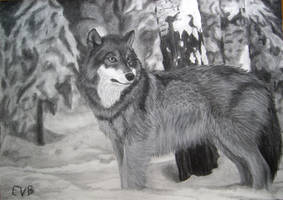 Winter wolf