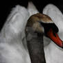 Swan 3