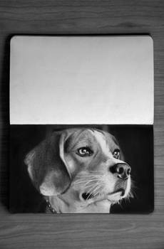 Dog Drawing