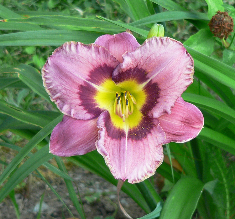 Pink Flower