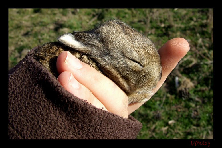 WascallyRabbit by htrowsdaw on DeviantArt