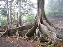 Jurassic Trees