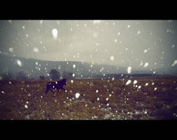 Horse In The Storm
