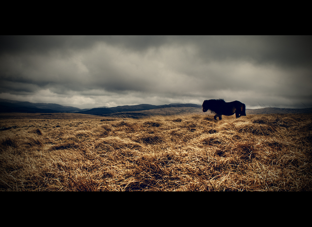 Wild Horse Common