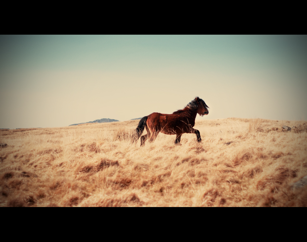 Horse Sun Fields