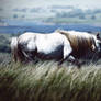 White Horse Fields