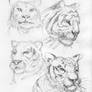 Tiger Studies
