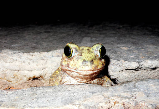 Toad in a hole