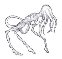 Tripod