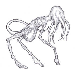 Tripod