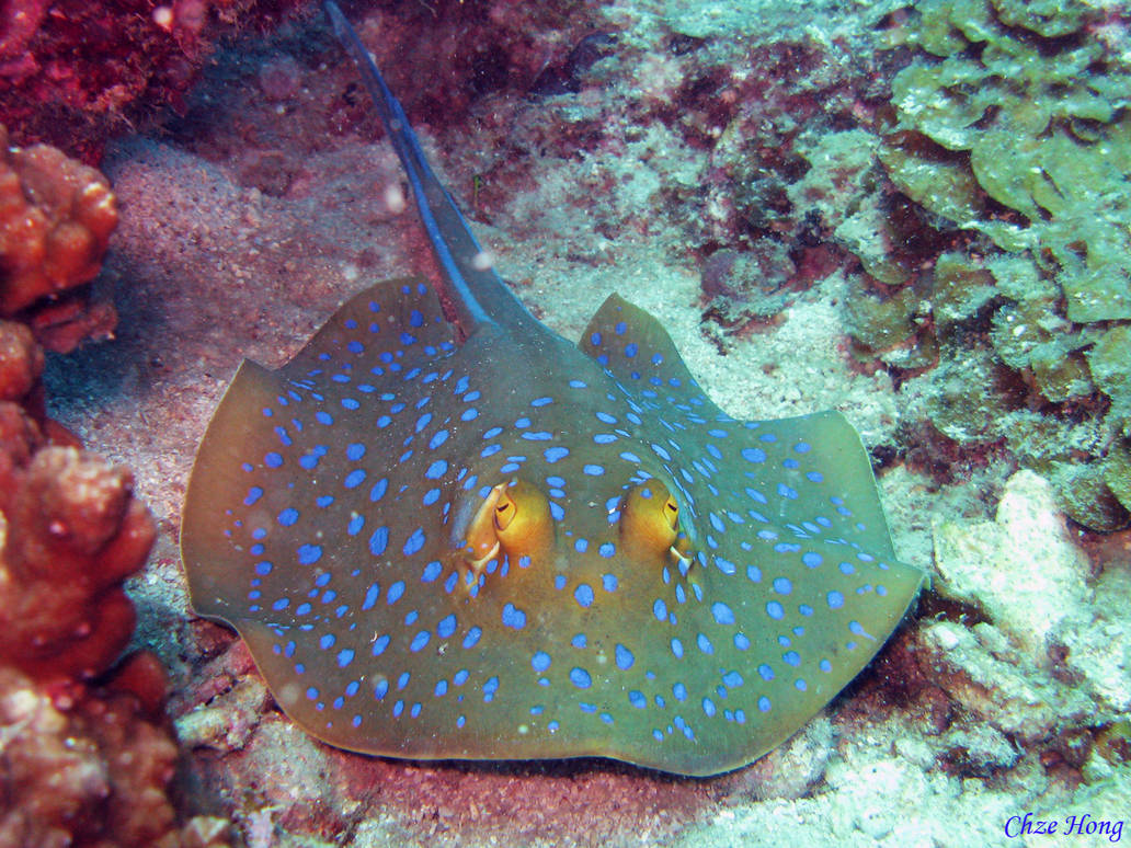 Blue Spotted Sting Ray by chzehong on DeviantArt