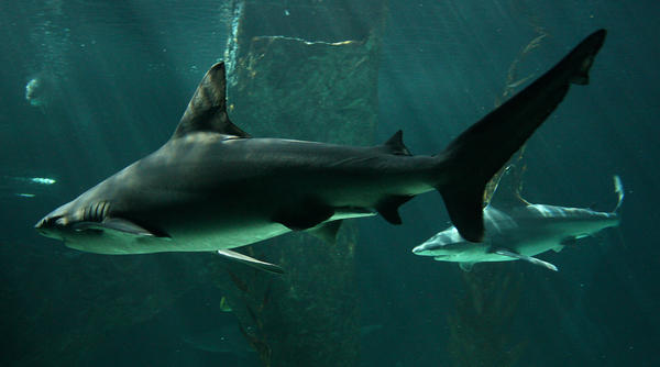 Sharks