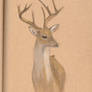 Stag on Recycled Paper