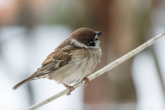 sparrow