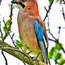 Jay 'Garrulus glandarius'