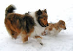 Collie Snowromp by Colliemom