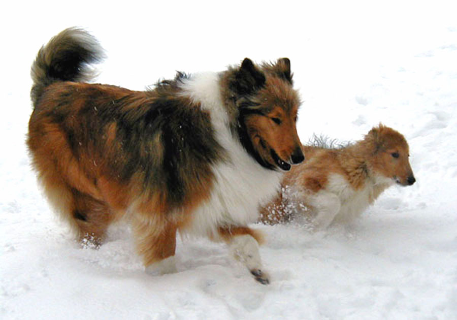 Collie Snowromp