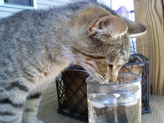 kitty and a cup